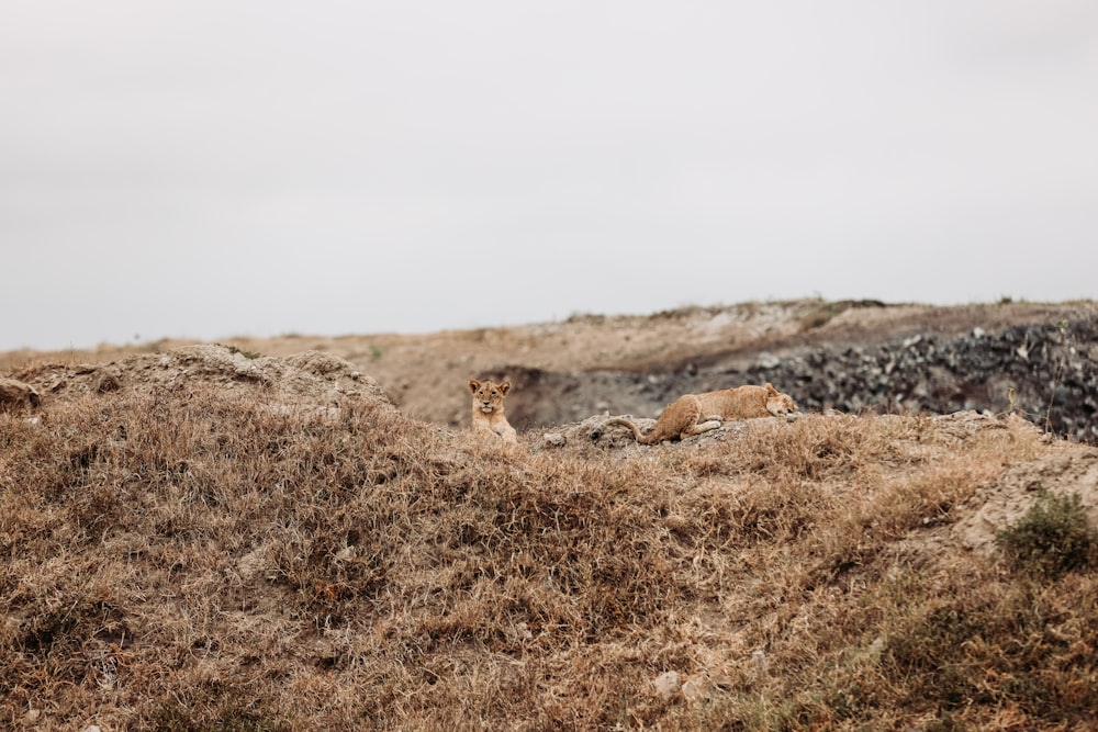 a cheetah lying on a hill