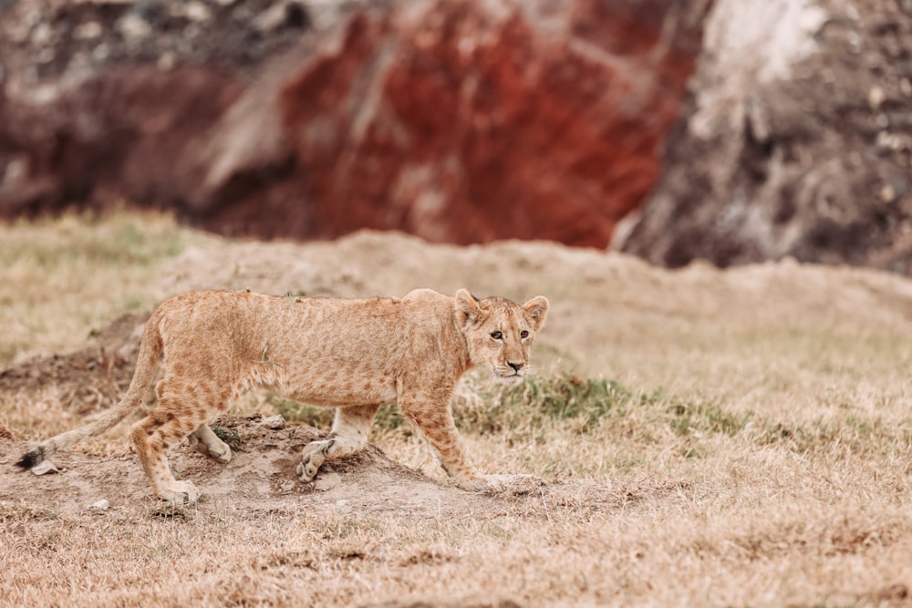 a lion walking on a dirt road