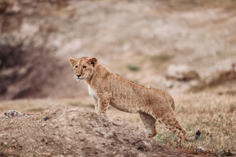 a wild cat walking on a dirt road