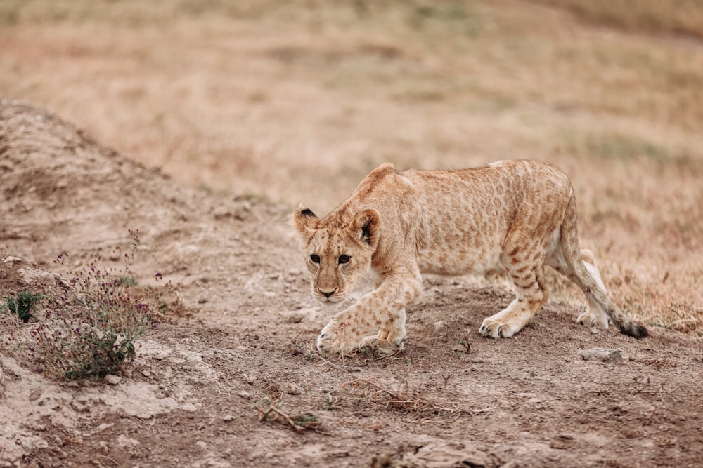 a lion lying down on the ground