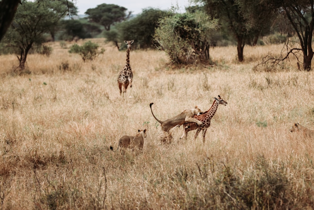 giraffes and deer in a grassland