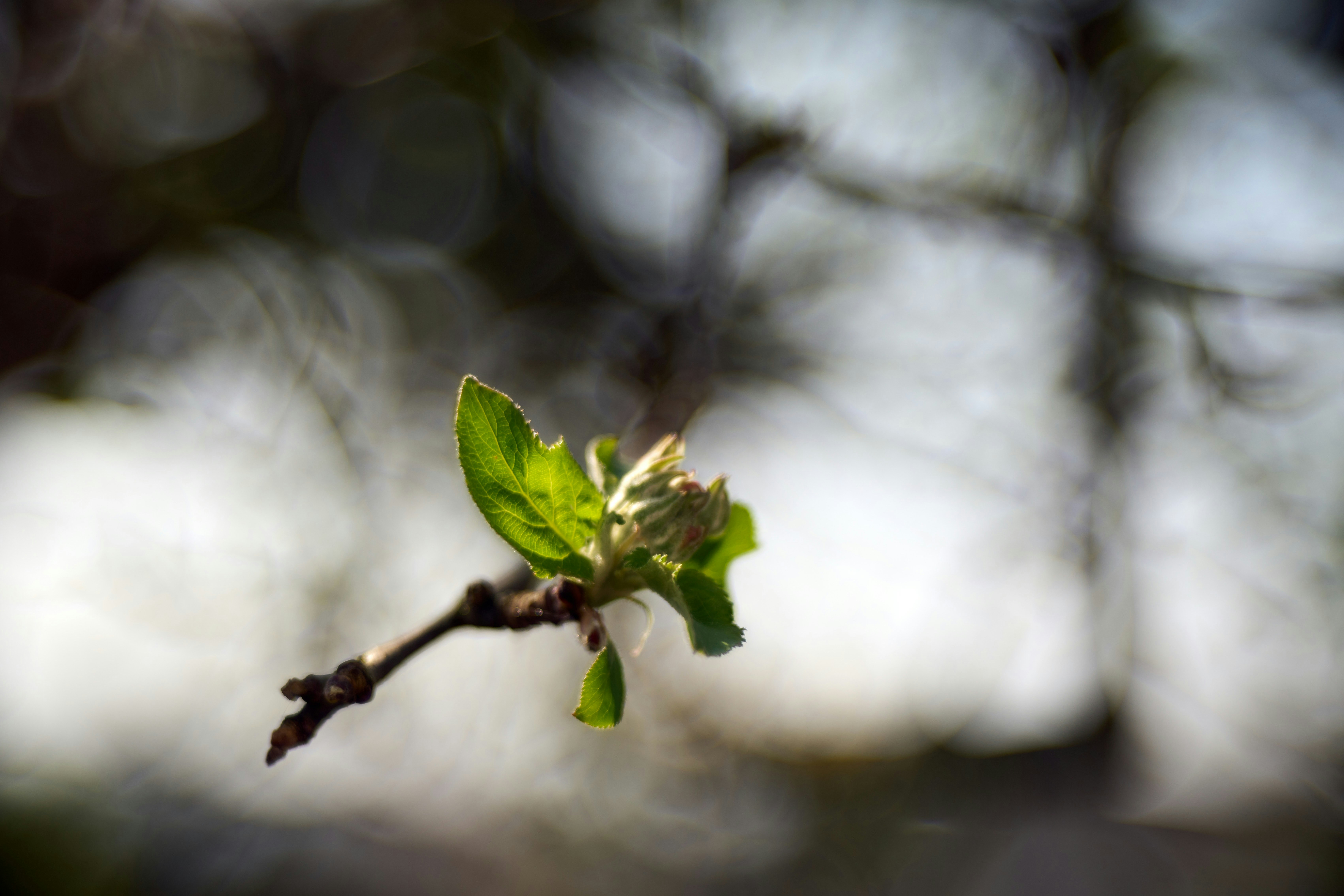 Photo by wolfgang_hasselmann