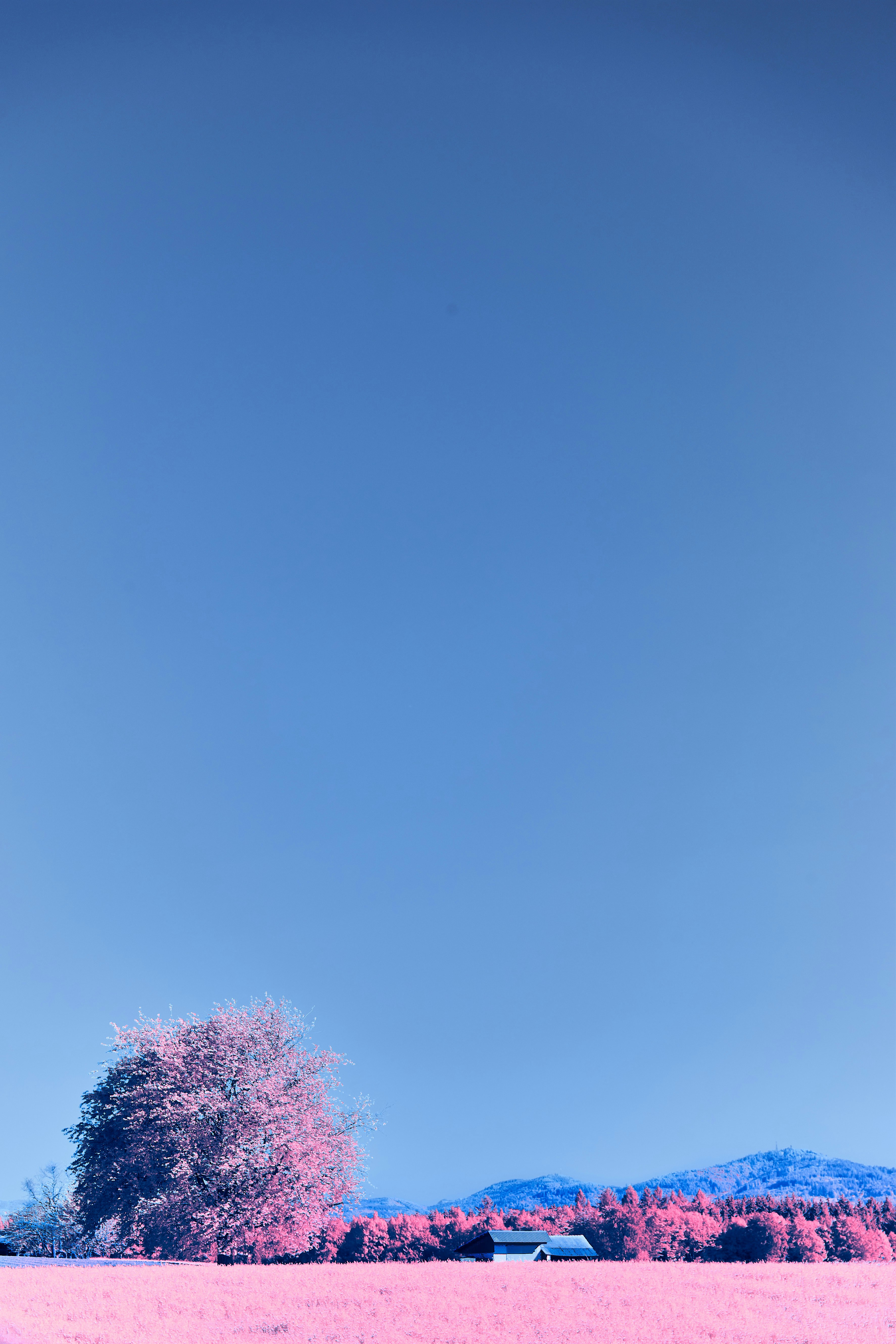 Photo by wolfgang_hasselmann