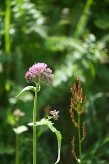 A tall plant with pink flowers at its tip stands prominently against a blurred green background, suggesting a natural outdoor setting. The slender stem and pointed leaves are characteristic of wildflowers, with another plant featuring reddish-brown seeds nearby.