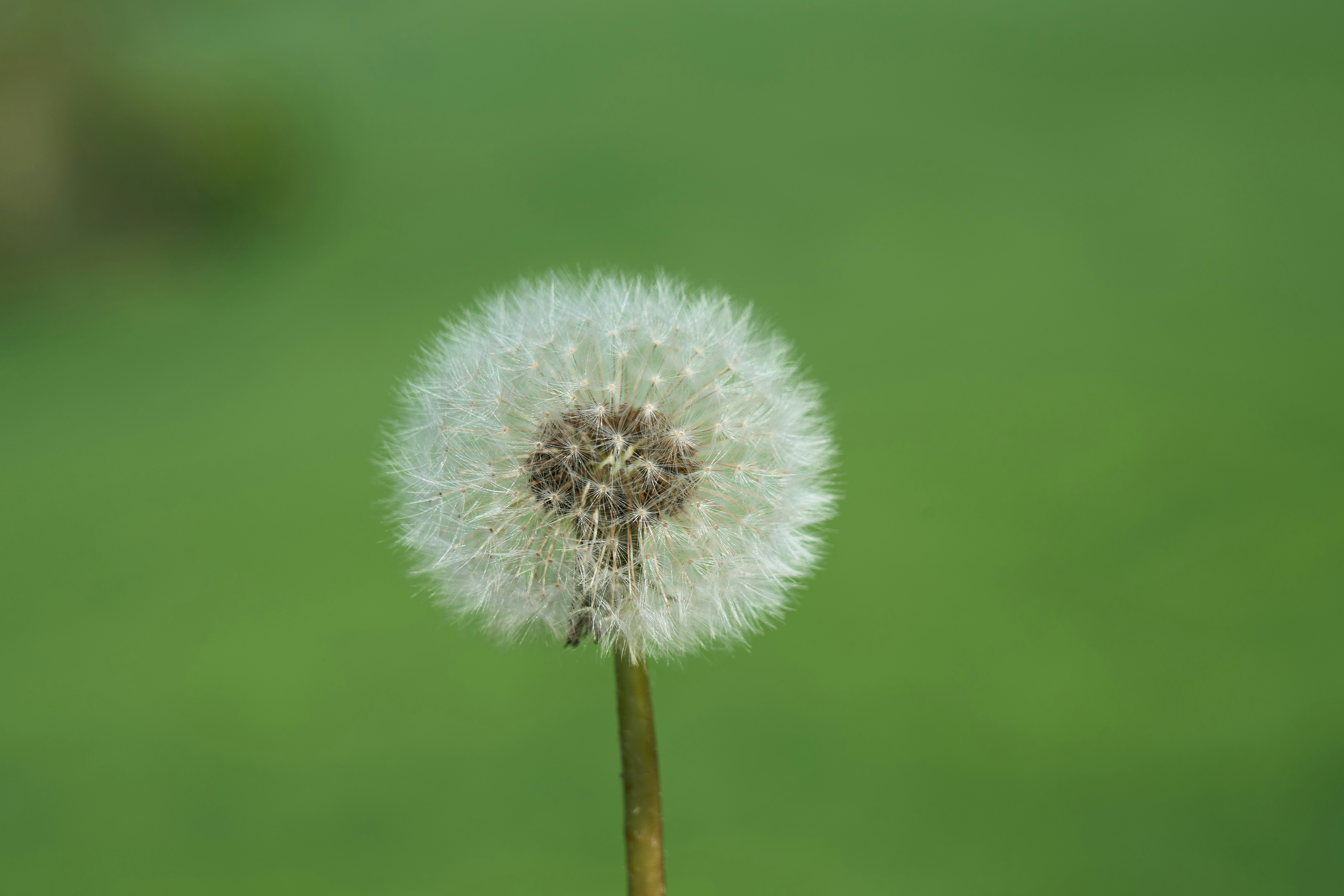 Photo by wolfgang_hasselmann