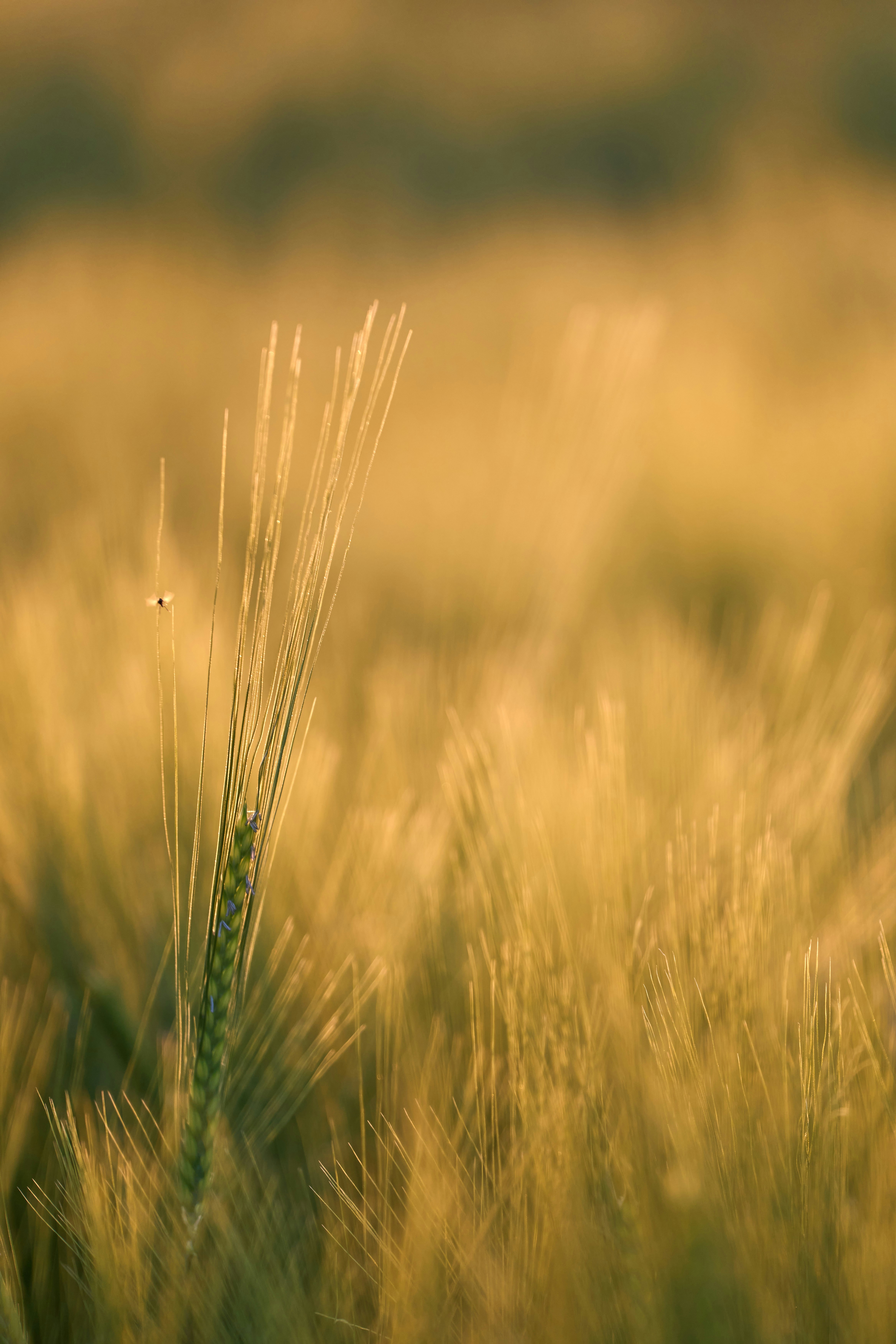 Photo by wolfgang_hasselmann