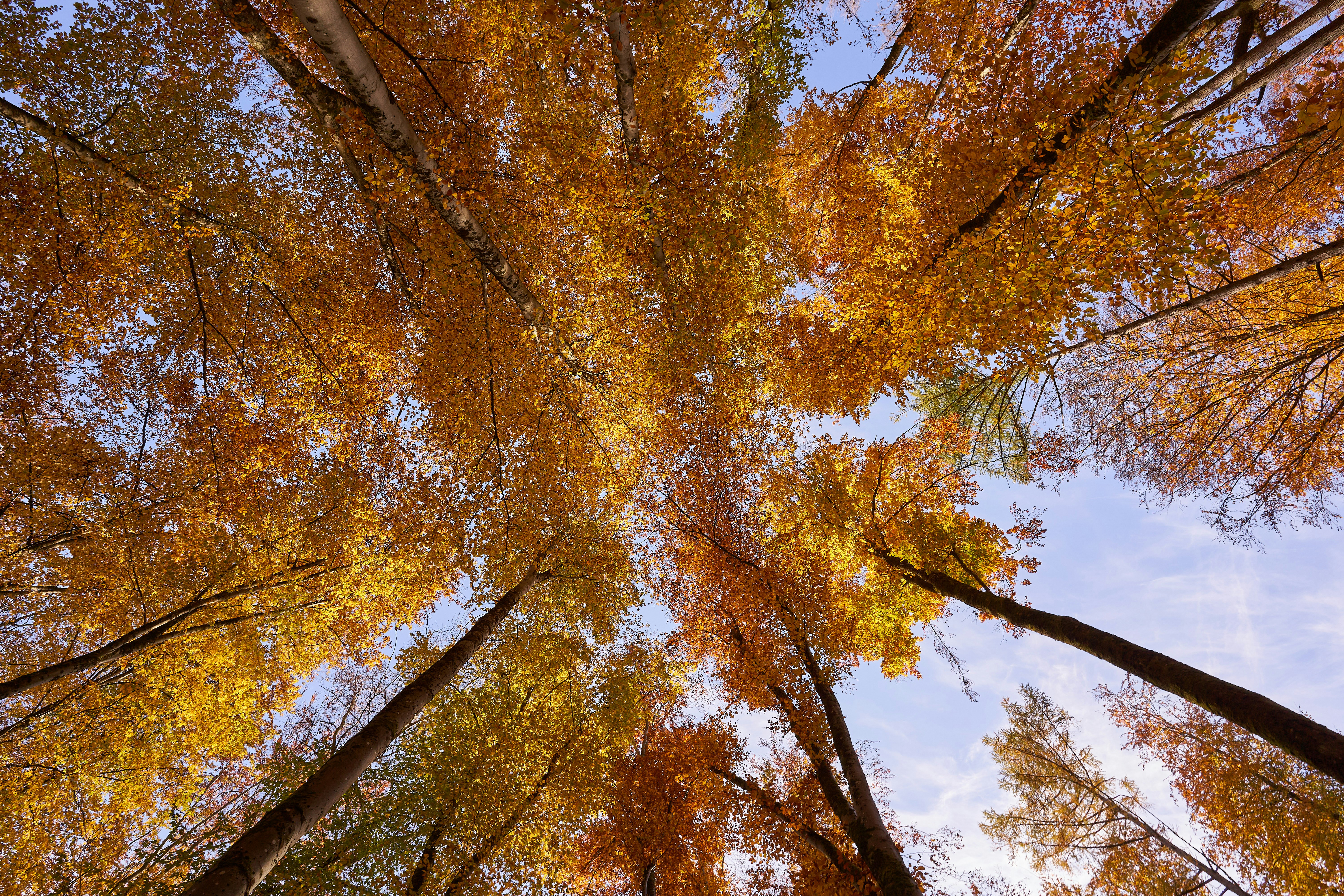 Photo by wolfgang_hasselmann