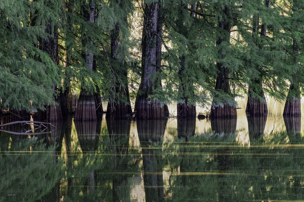 a body of water surrounded by trees