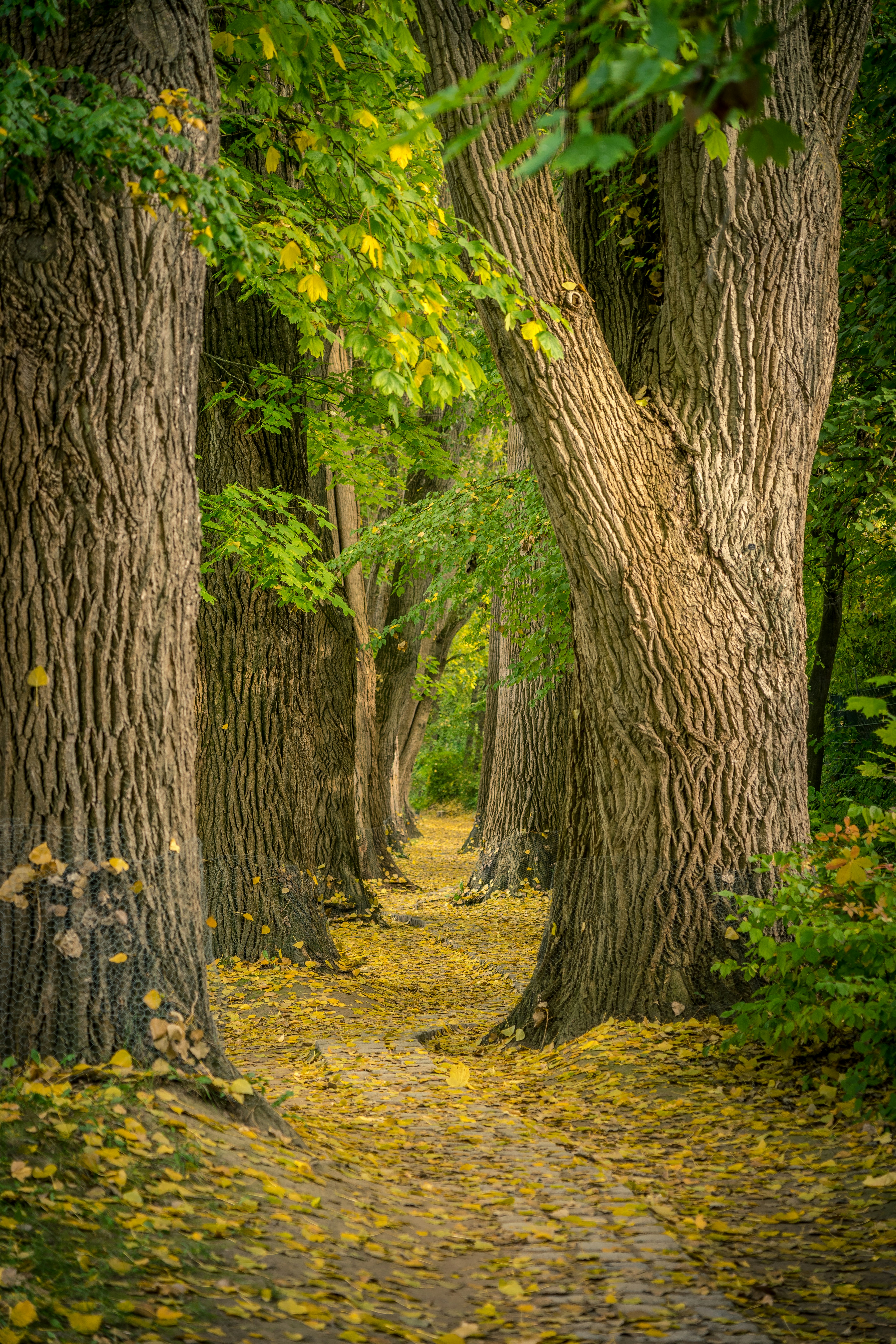 A path with trees on either side photo – Free Plant Image on Unsplash