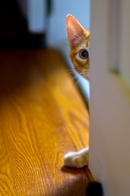 a cat sitting on a table