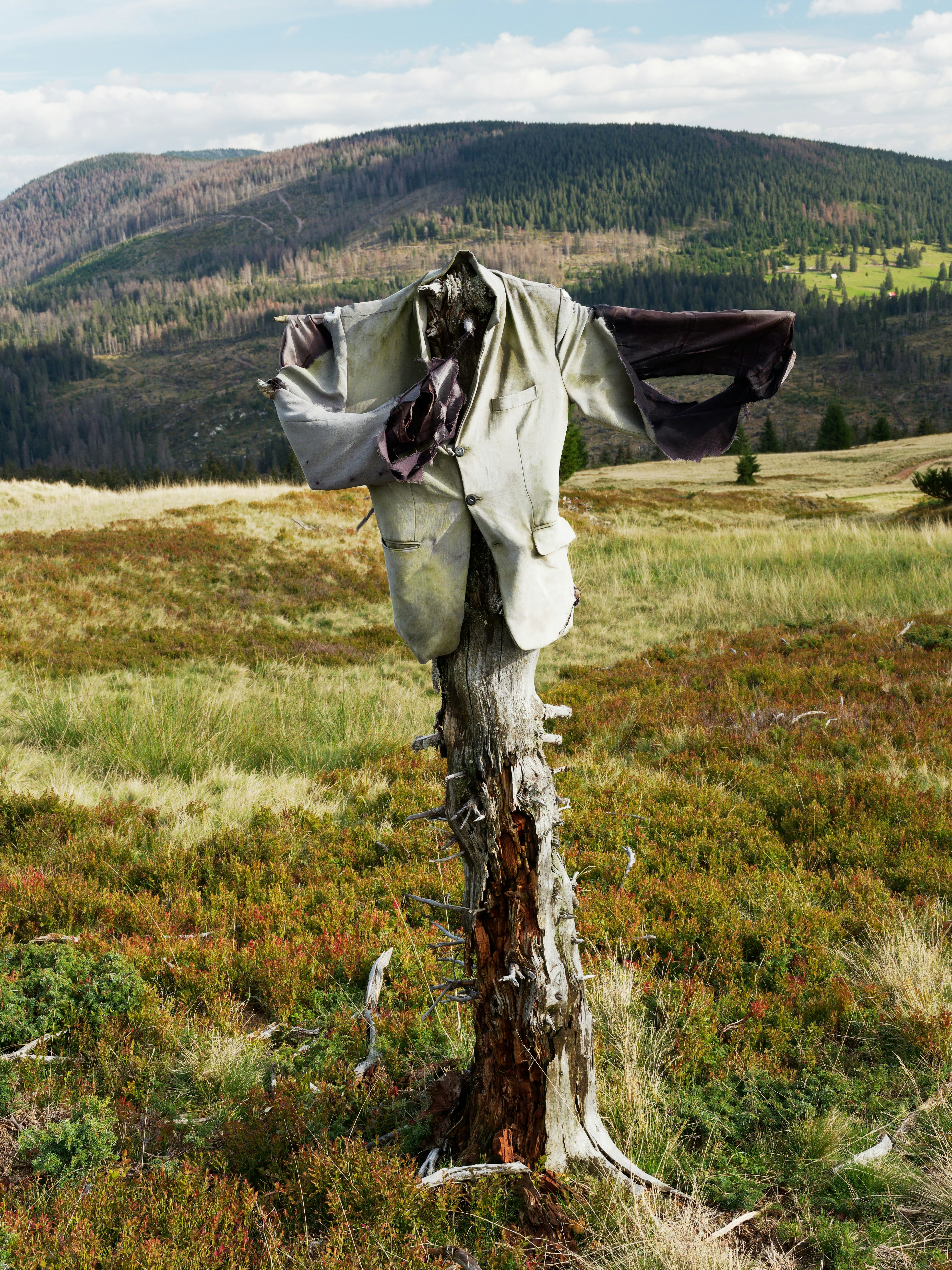 a person in a white shirt climbing a tree trunk in a field