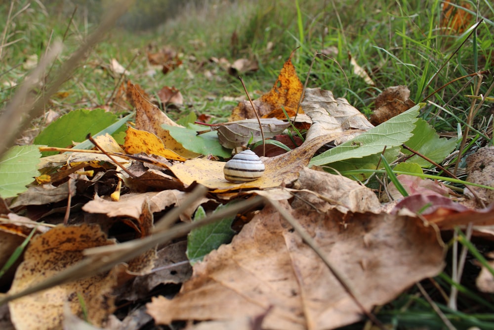 a mushroom growing in the grass