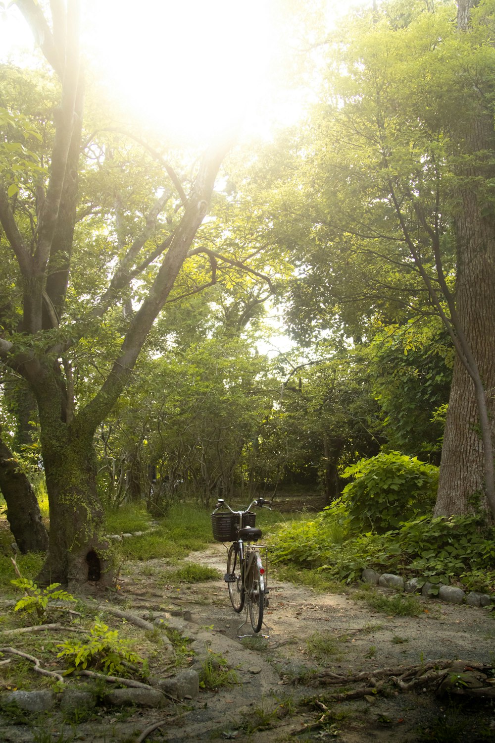 a bicycle parked in a wooded area