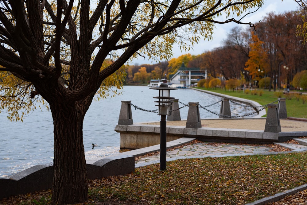 a tree next to a body of water