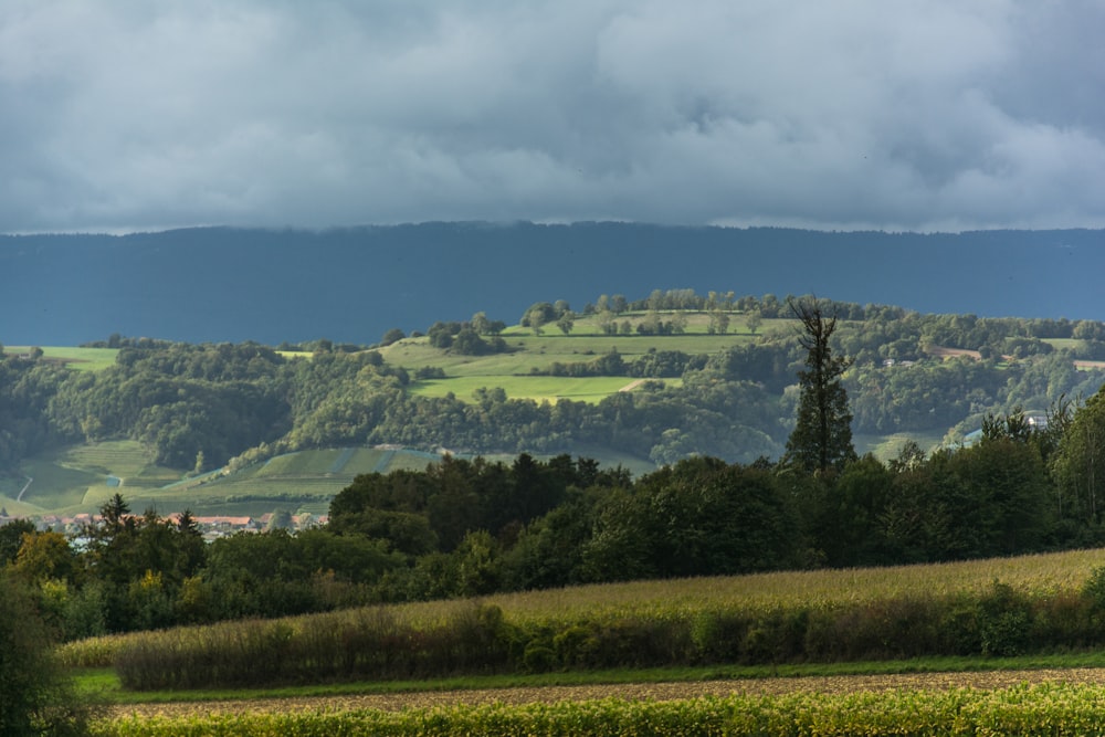 a landscape with trees and hills