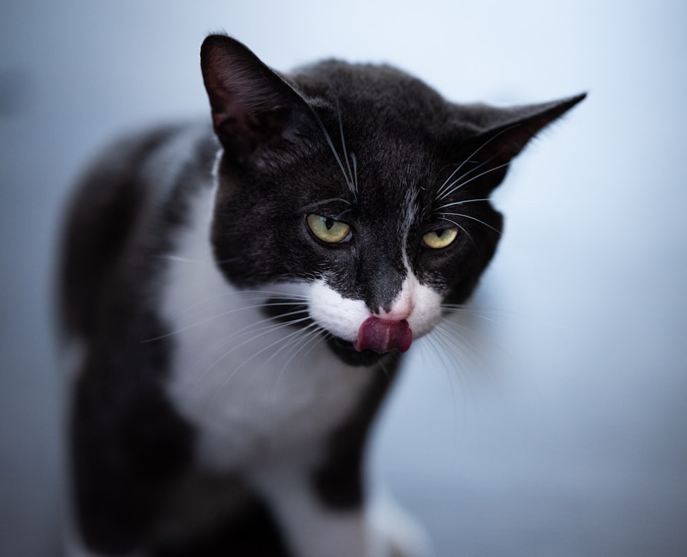 a black and white cat