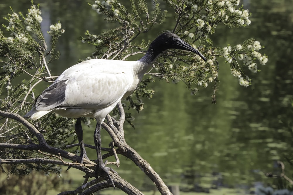 a bird on a tree branch