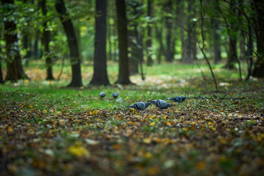 a group of blue and black pebbles in a forest