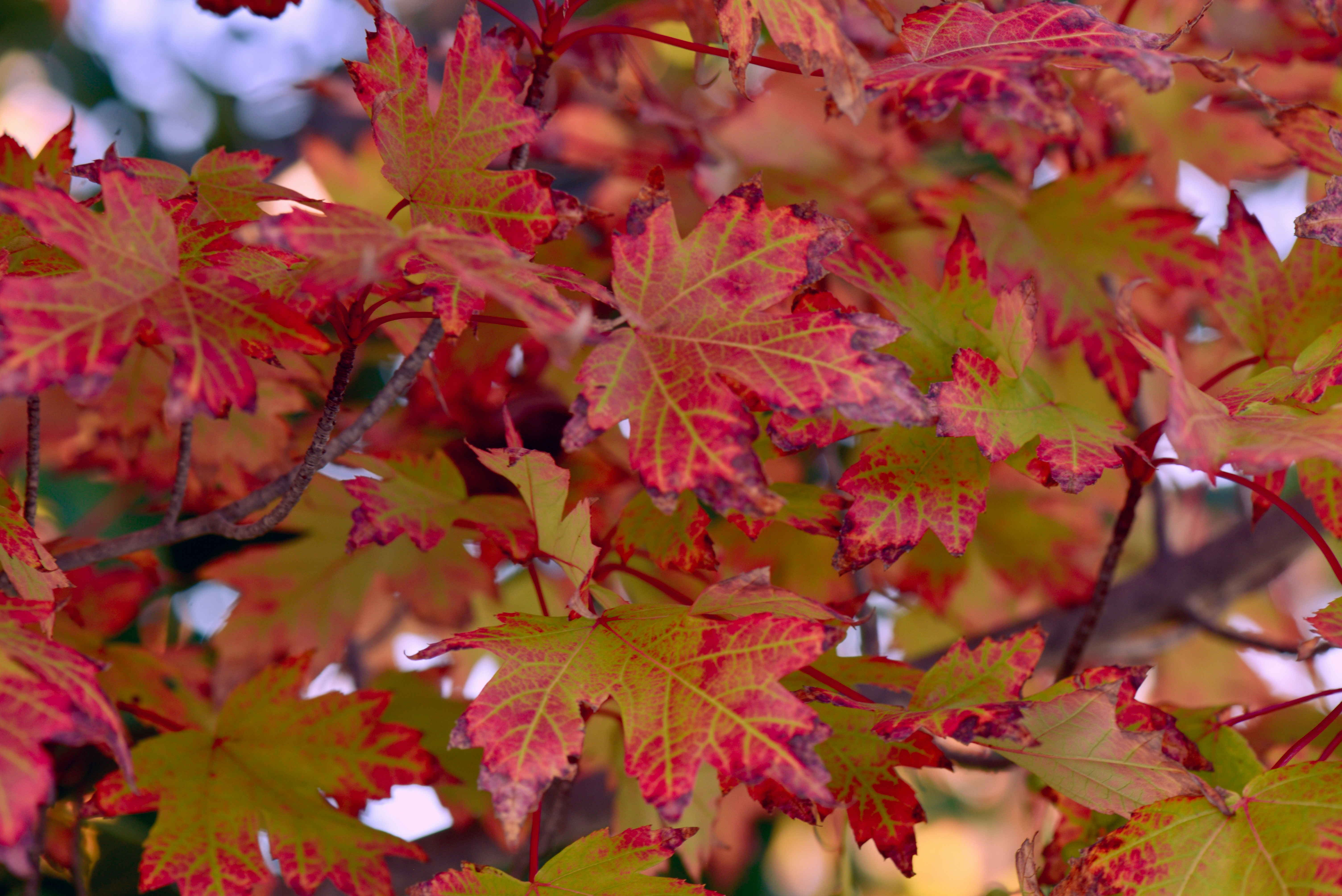 a close up of some leaves