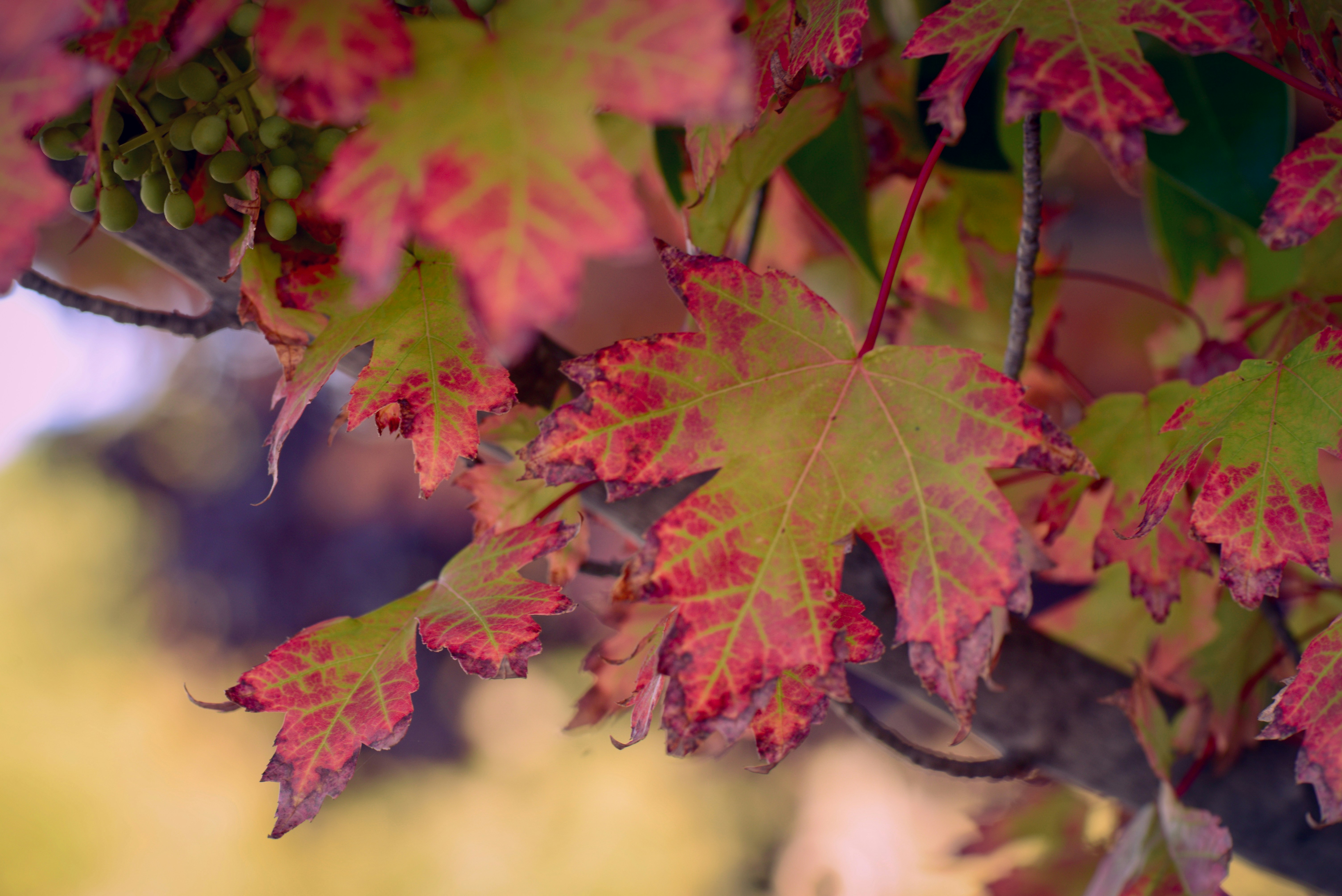 a close up of some leaves
