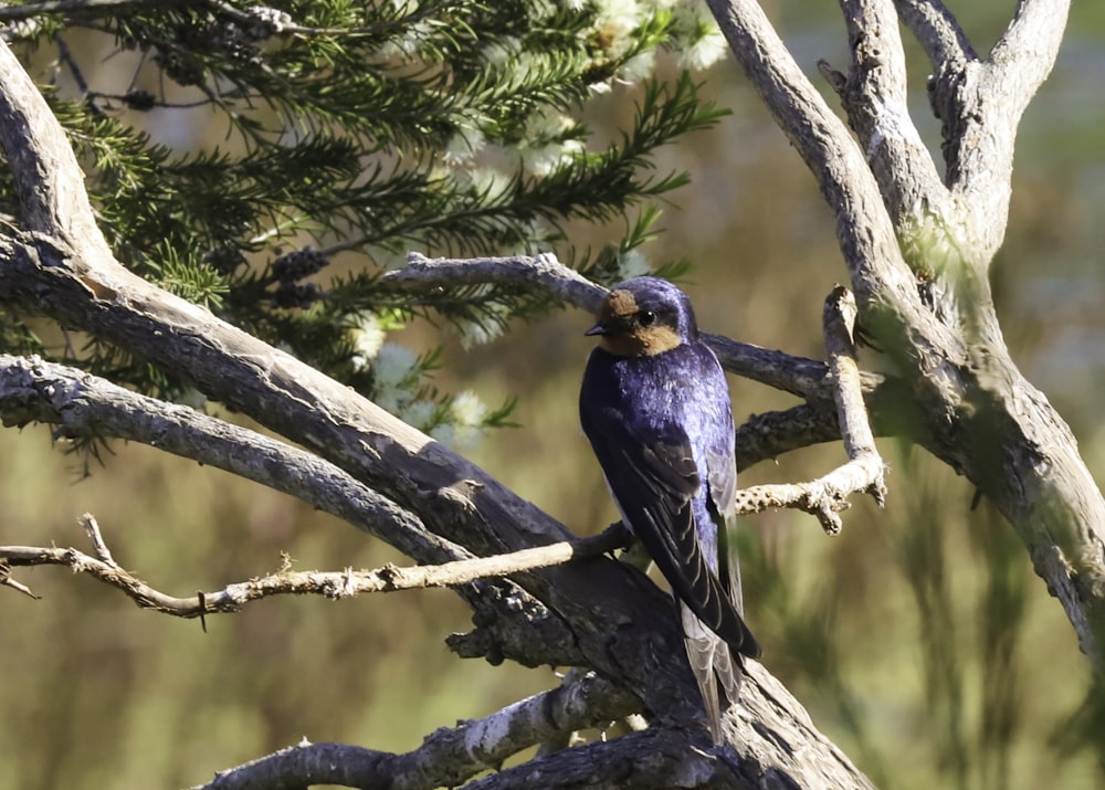 a bird sits on a branch