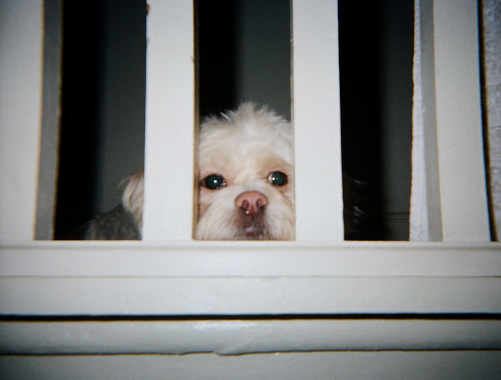 a dog looking through a window