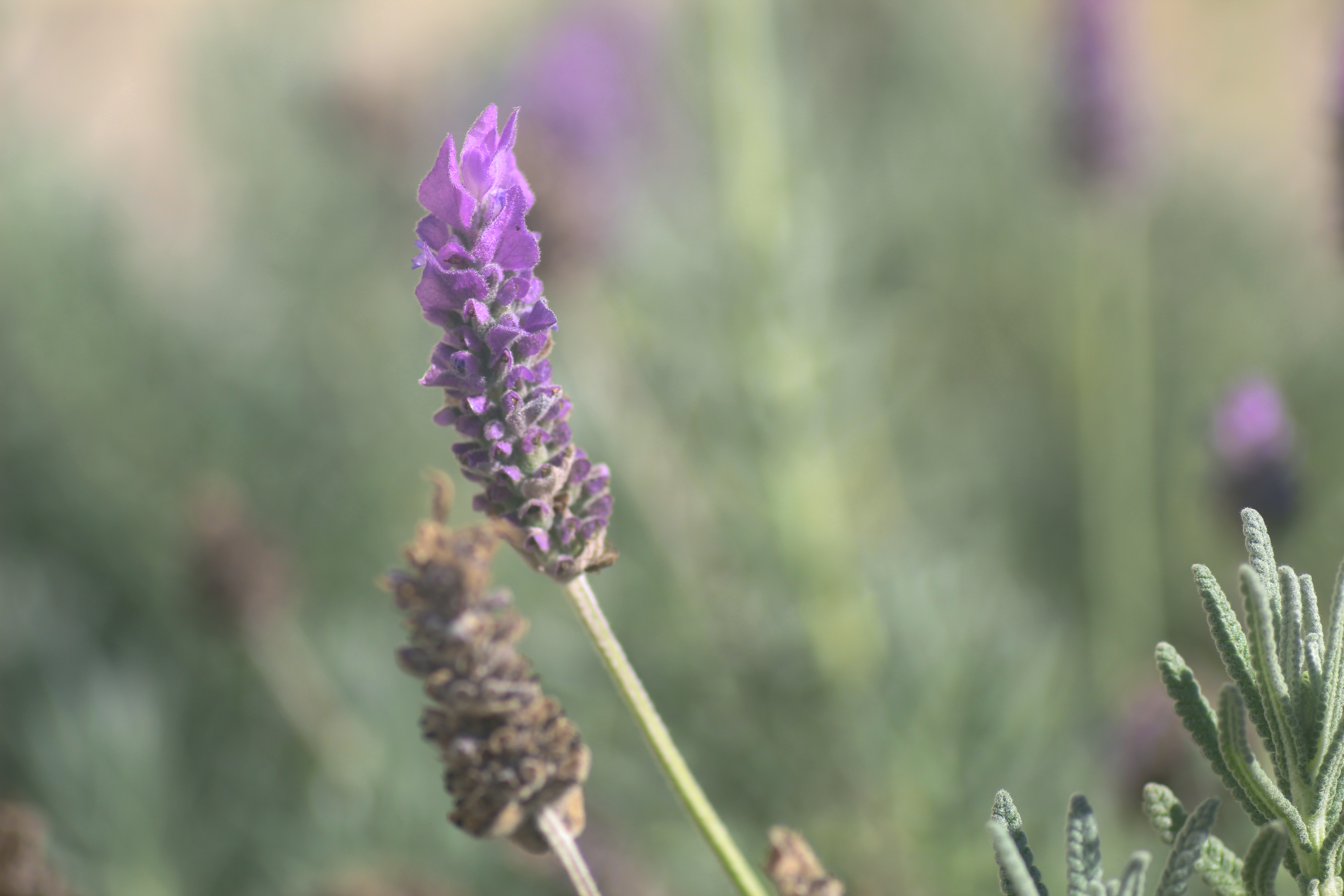 Photo by joshua_chehov