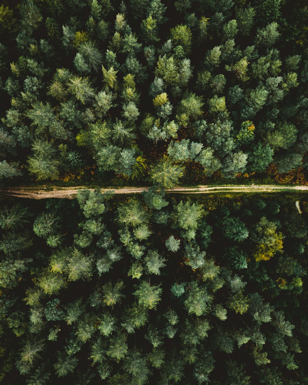 a large group of trees