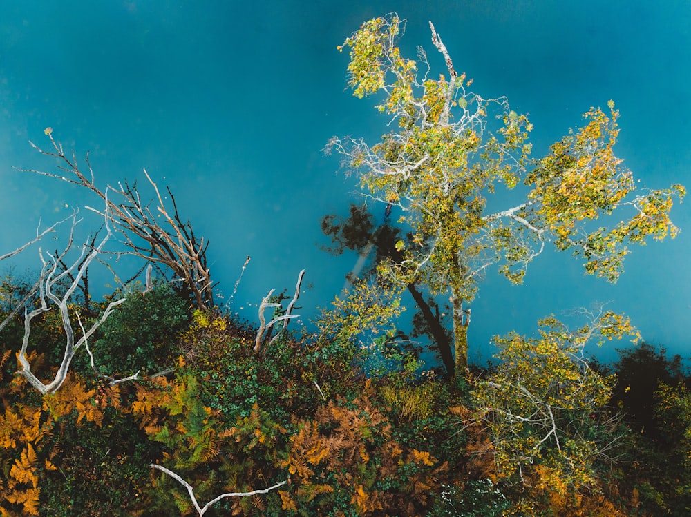 un árbol con hojas amarillas