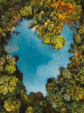 a view of a forest