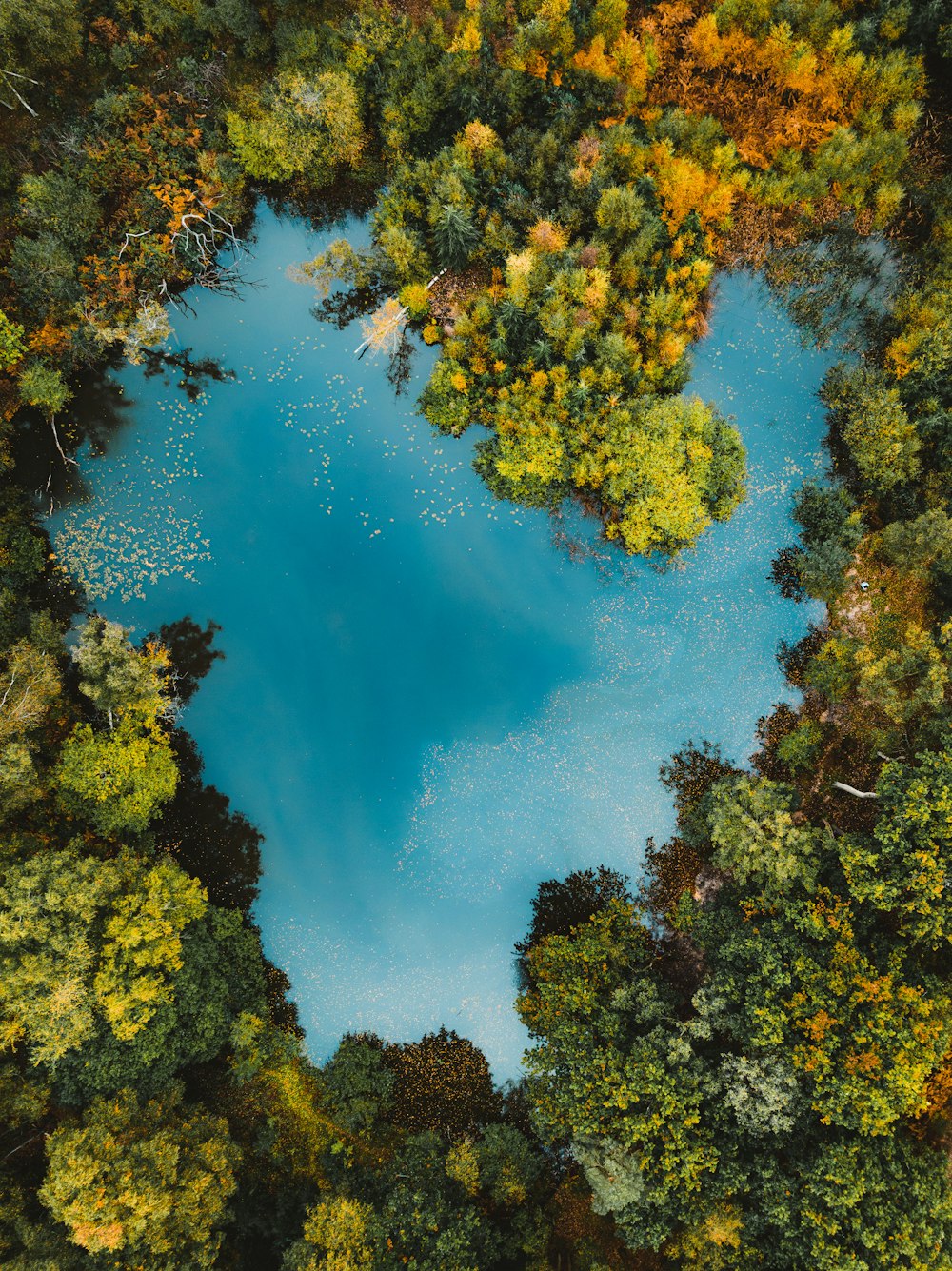 a view of a forest