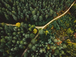 a view of a forest