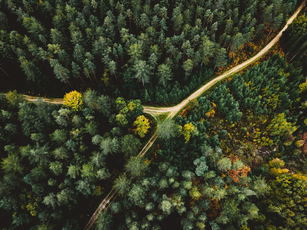 a view of a forest