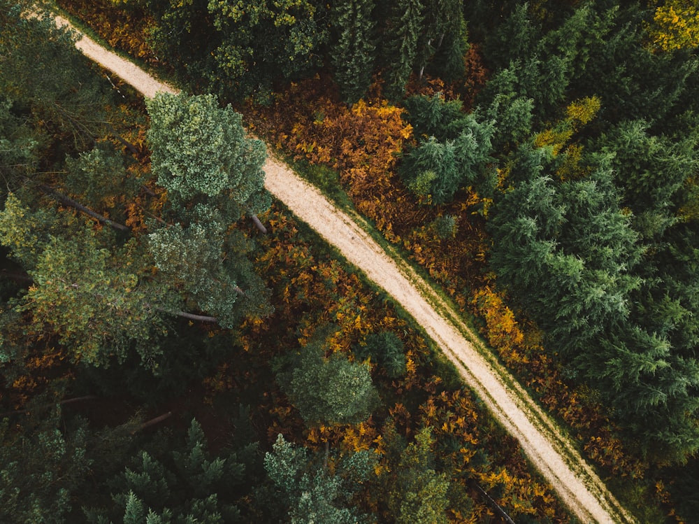 a road surrounded by trees