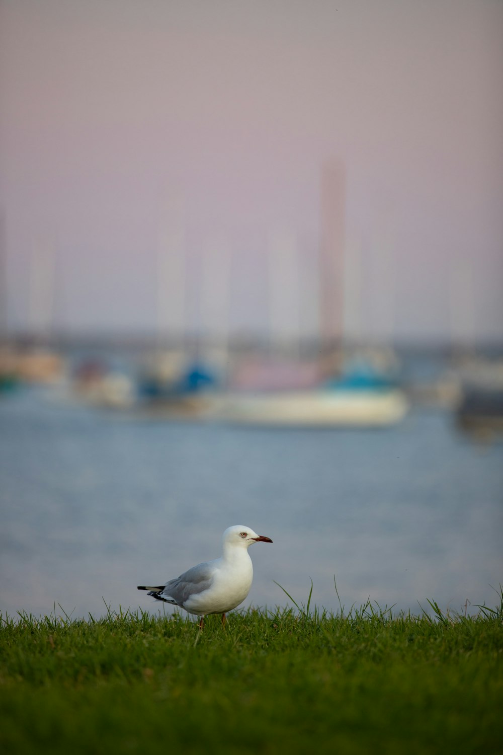 a seagull on a grassy field