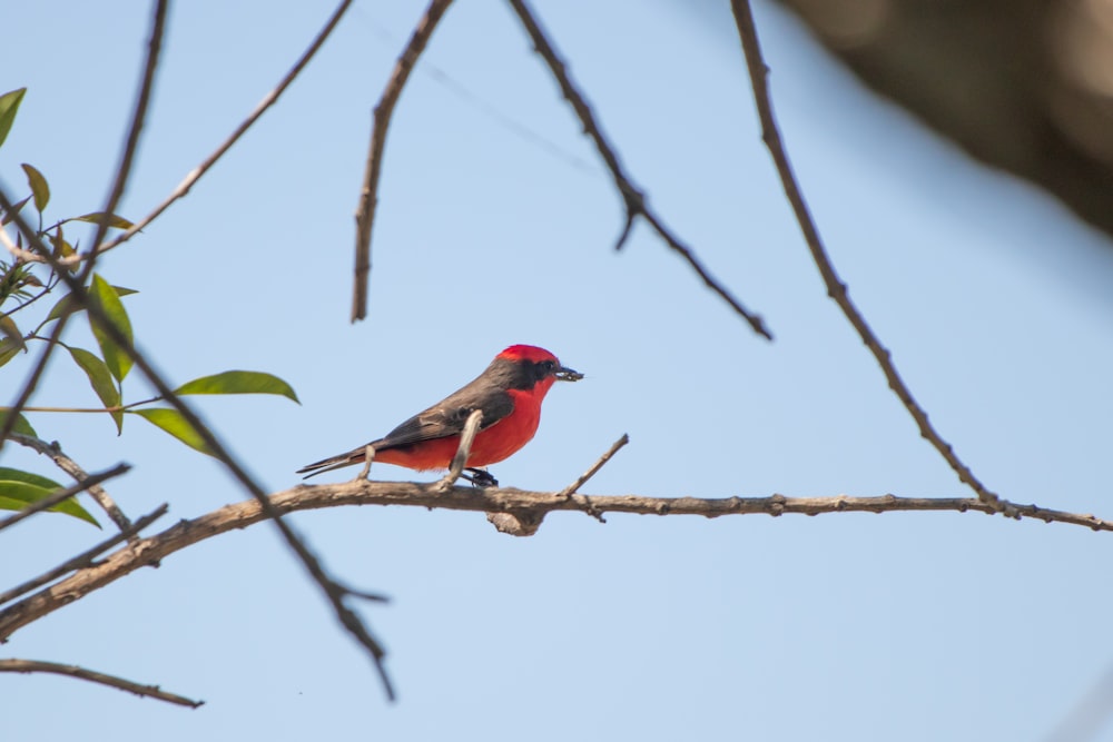 a bird sitting on a branch