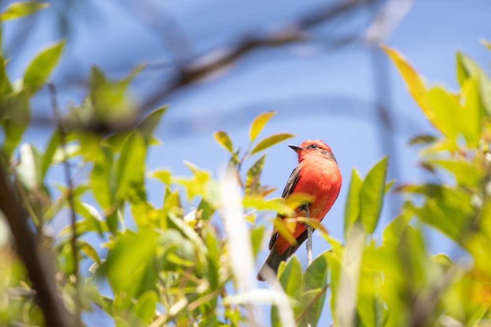 a bird perched on a branch