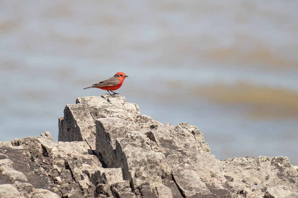 a couple of birds on a rock