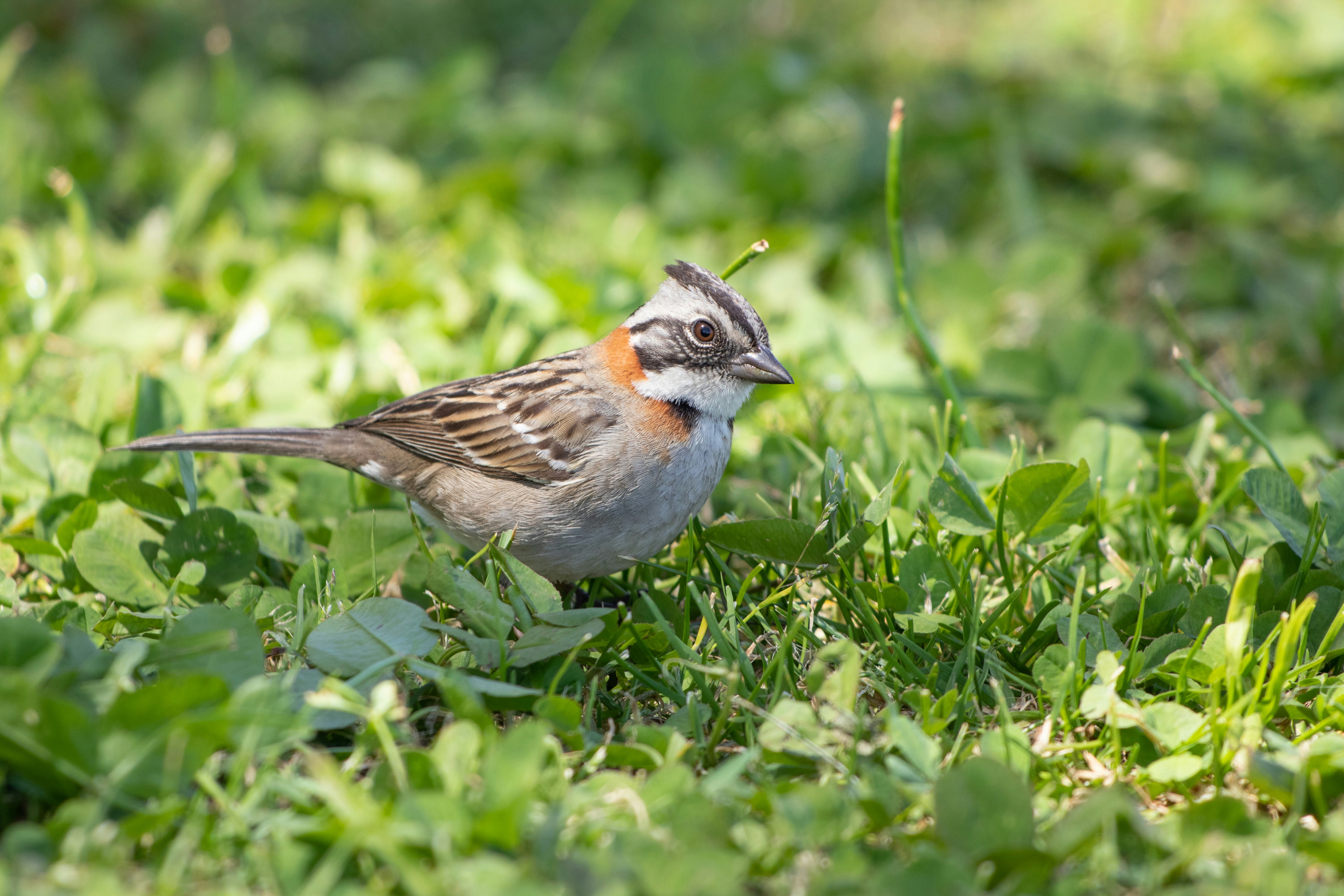 Photo by sonianadales