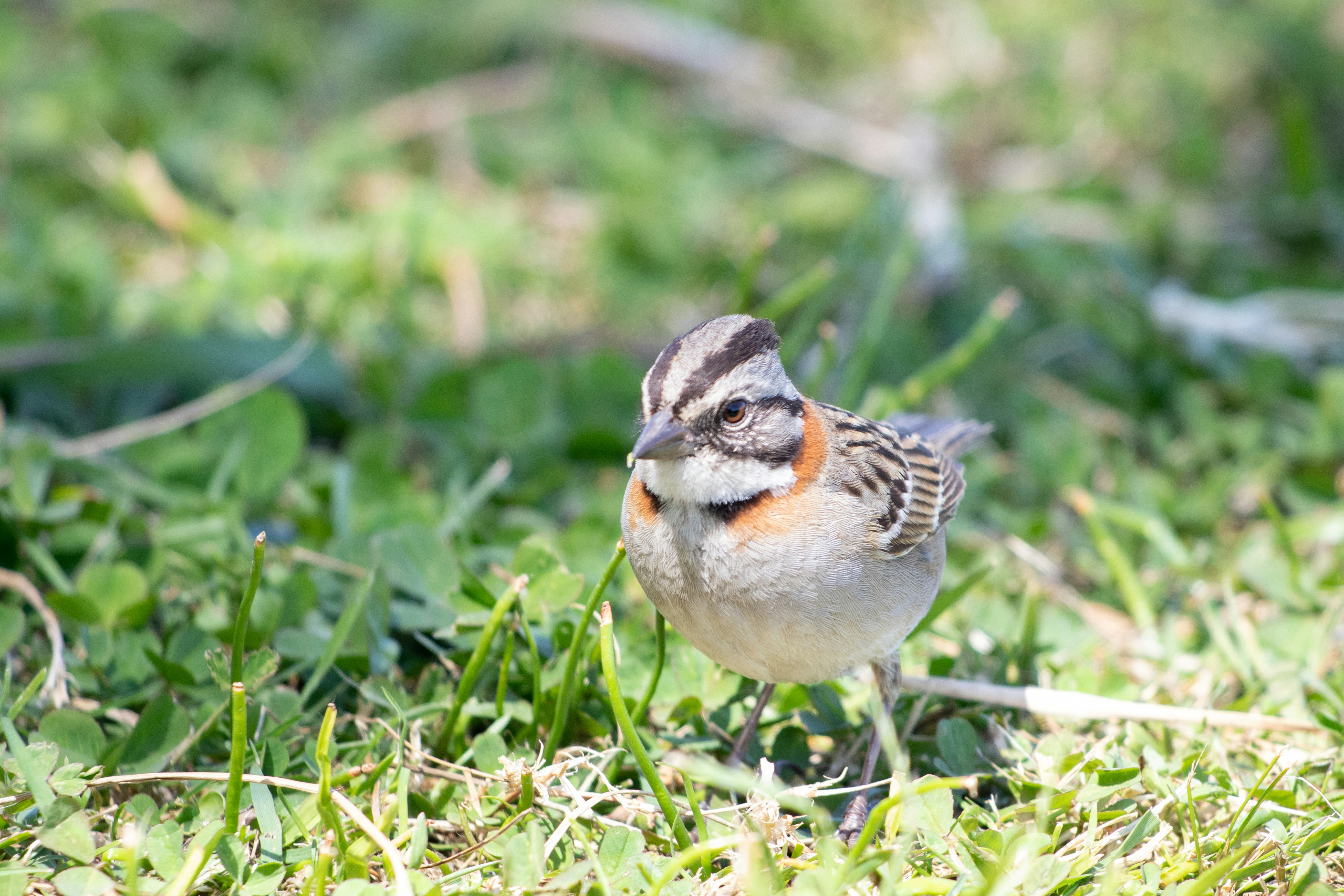 Photo by sonianadales