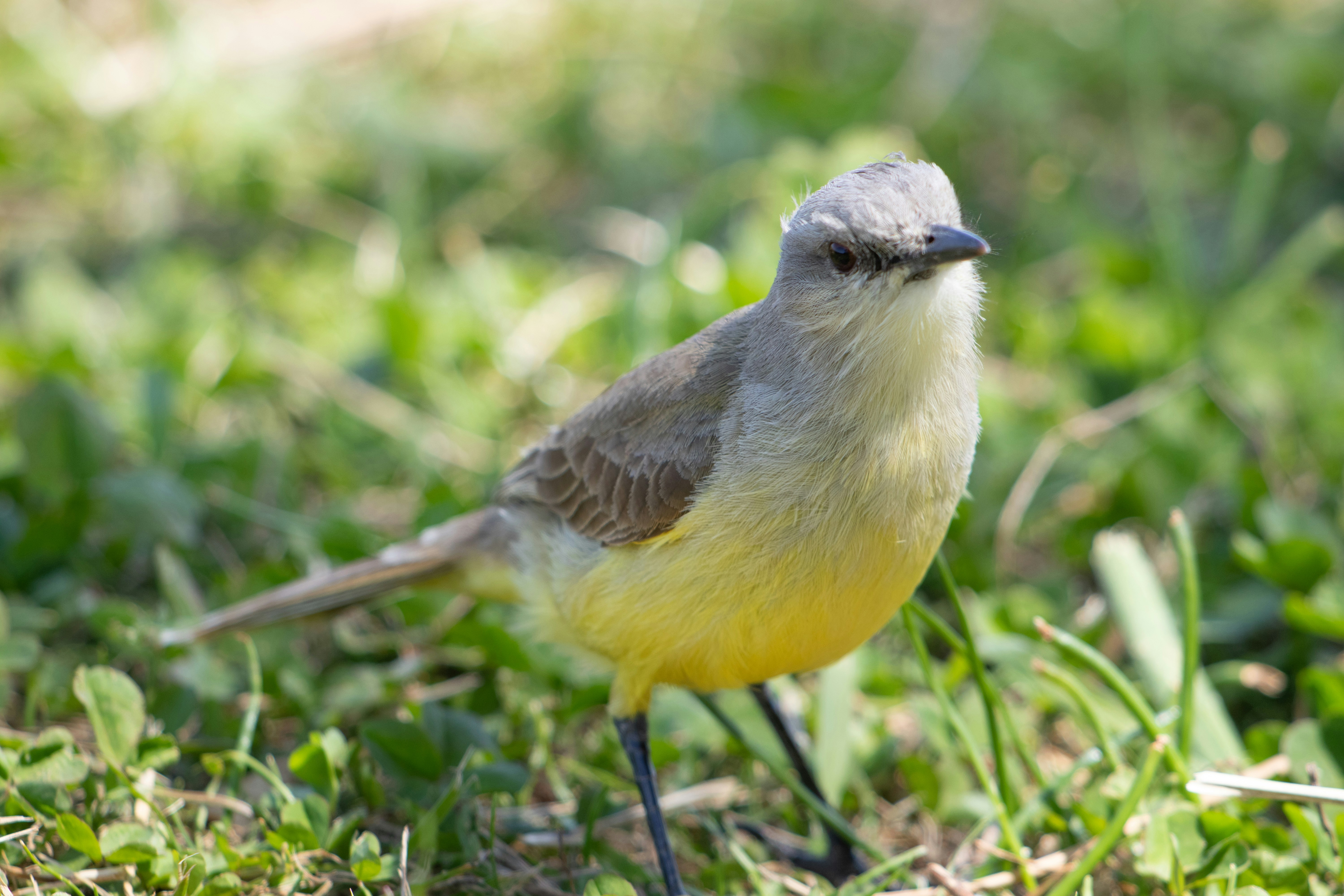 Photo by sonianadales