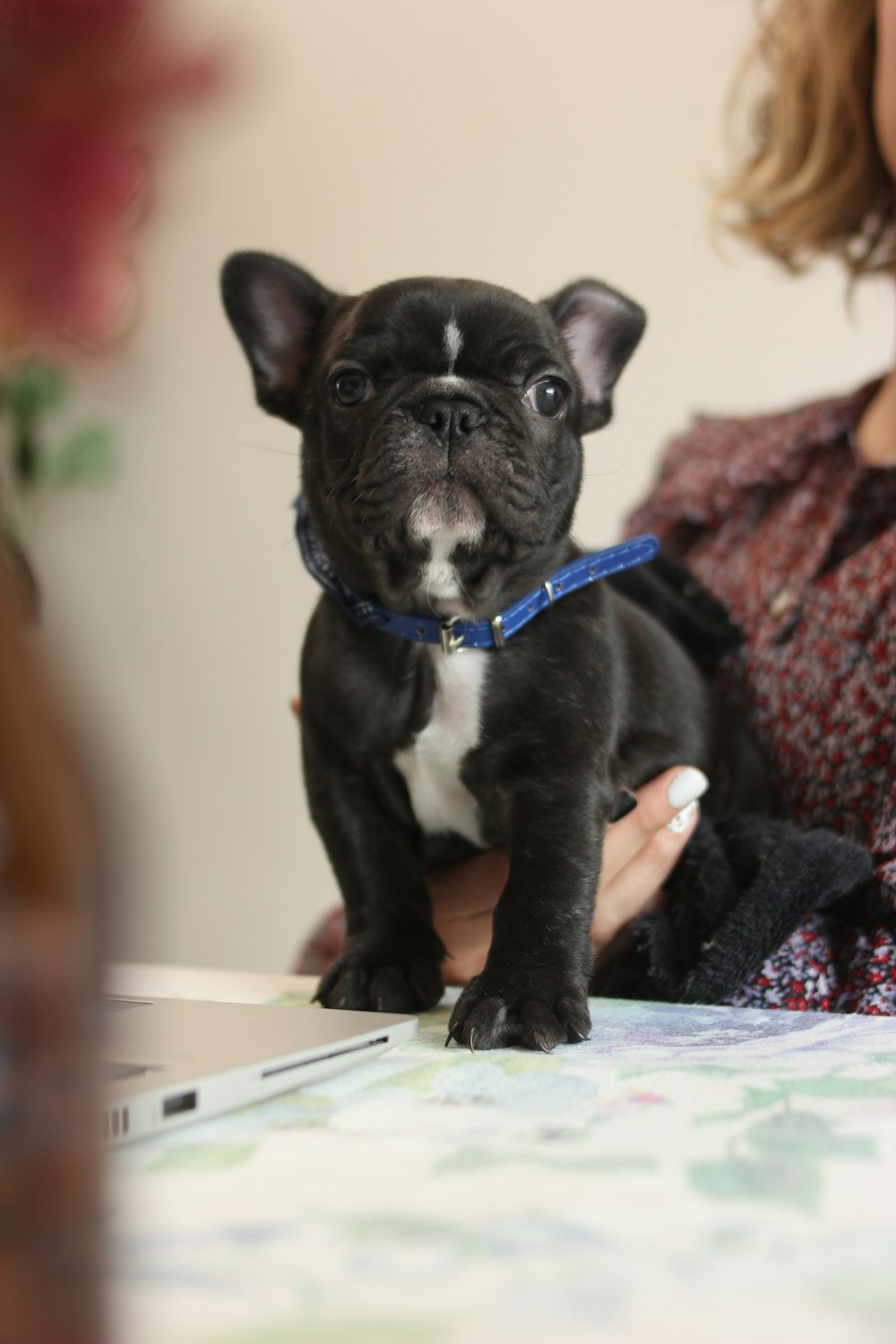 a dog sitting on a table