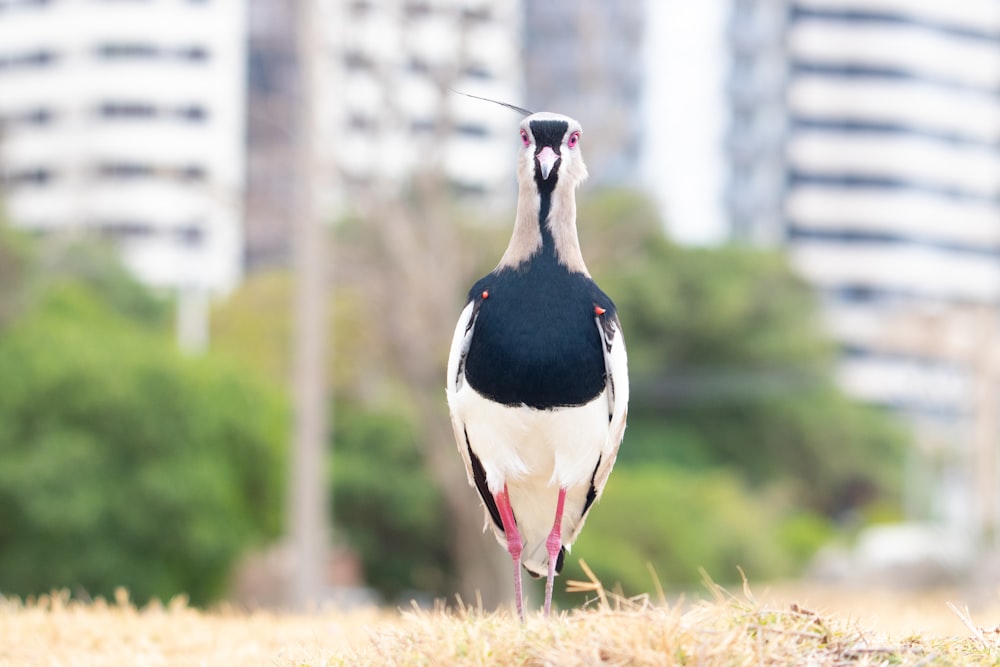 two birds standing on grass