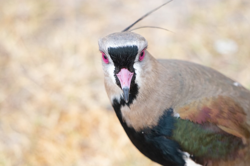 un oiseau avec la gueule ouverte