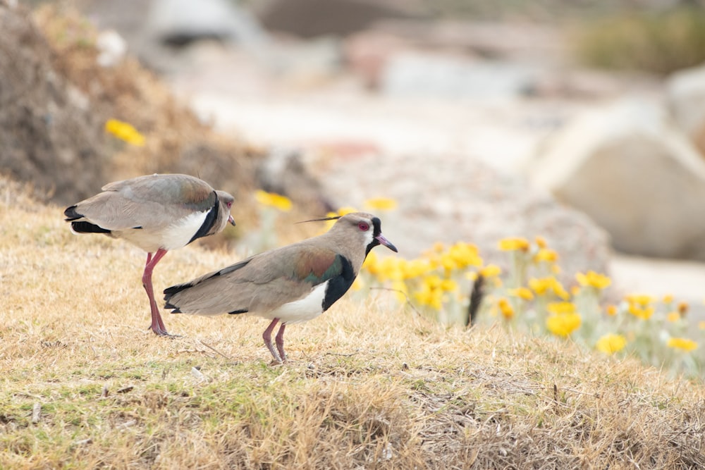 birds walking on grass