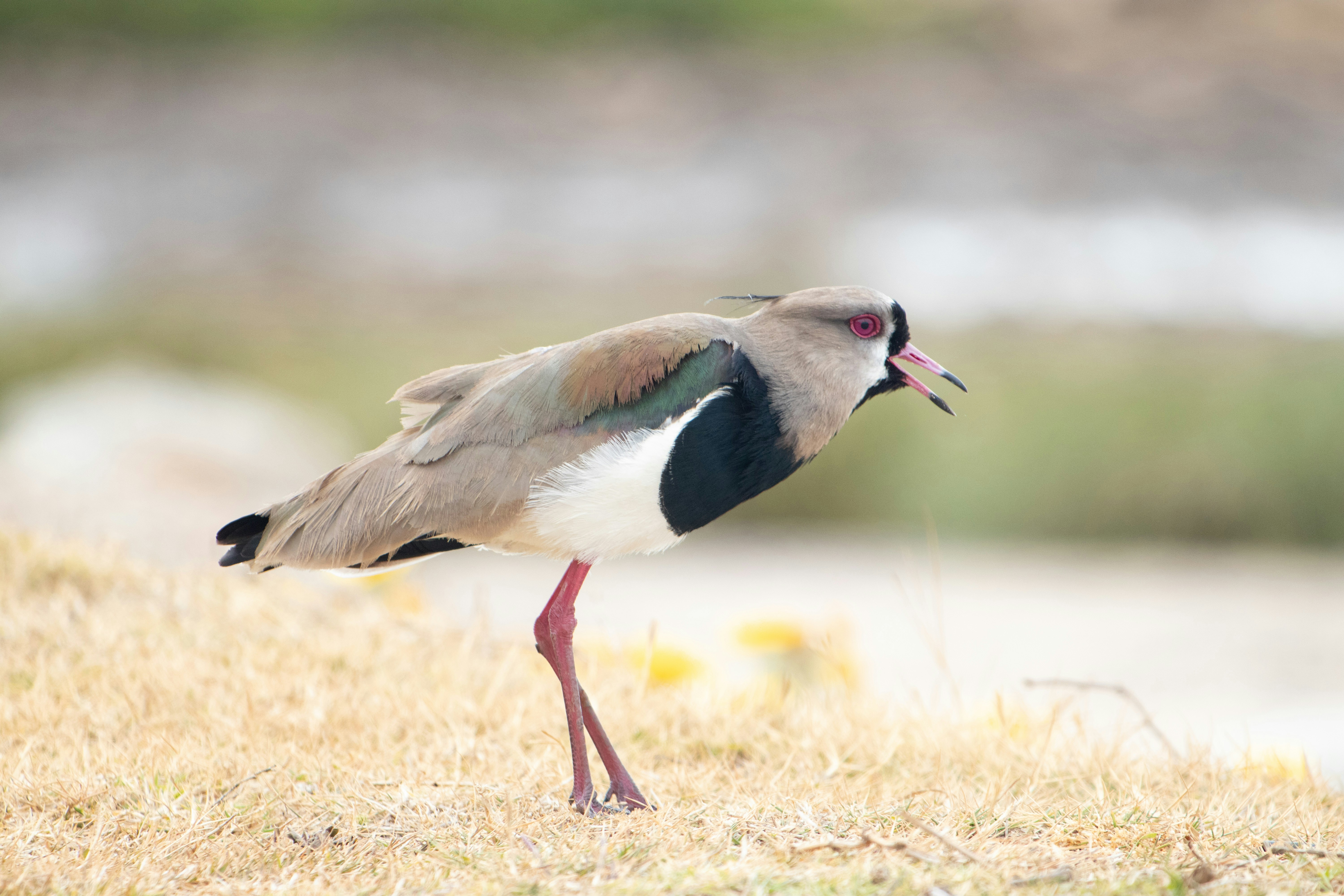 Photo by sonianadales