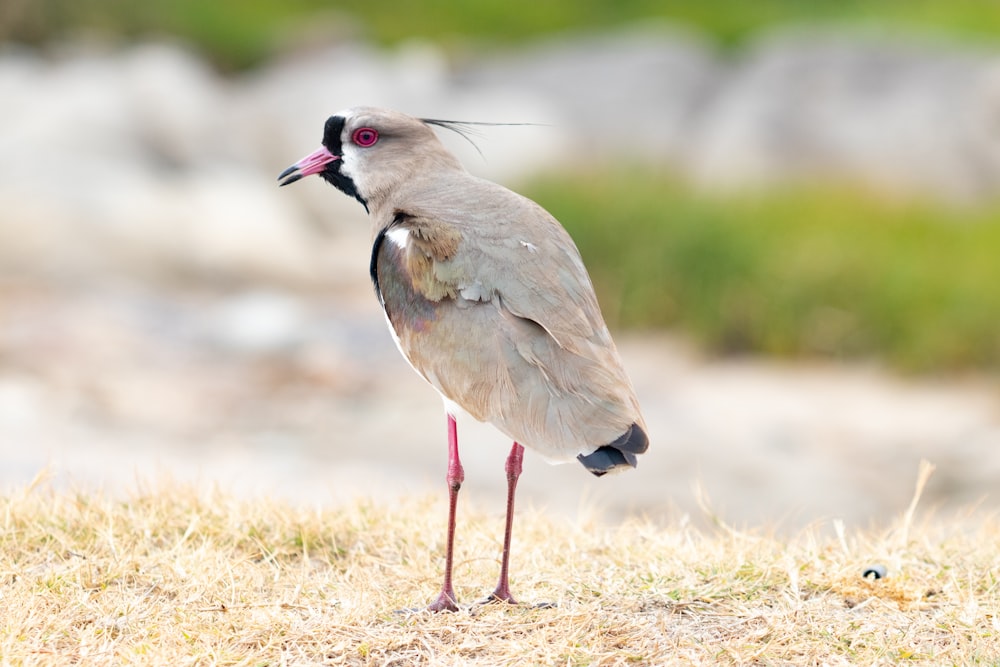 a bird standing on the ground