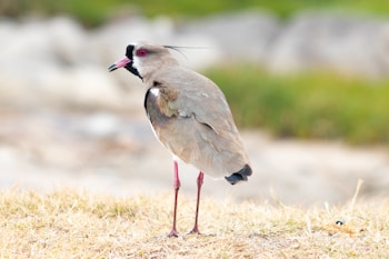 A bird with a light brown body and distinct black and white facial markings stands on a patch of dry grass. It has long legs and is gazing into the distance. The background is softly blurred, highlighting the bird's detailed plumage.