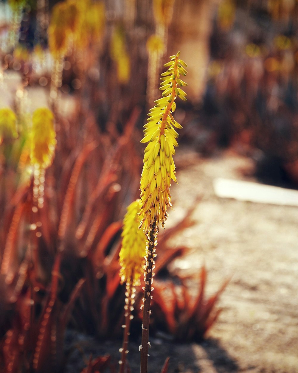 a close-up of a plant