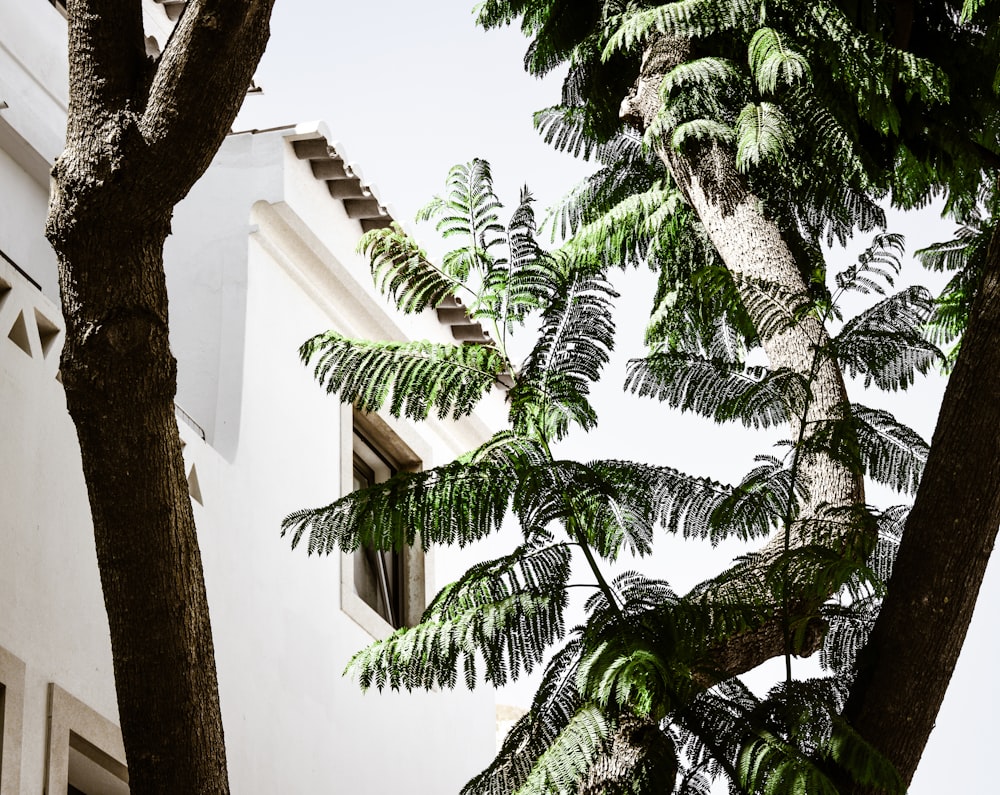 a building with palm trees